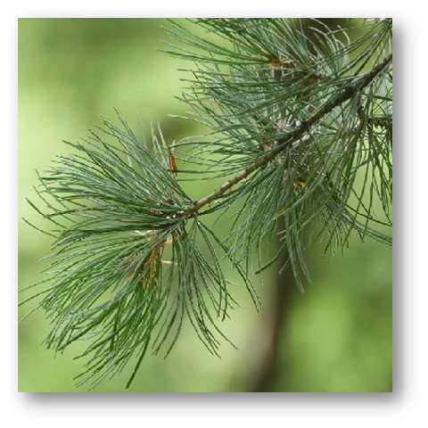 �q���R�}�c����